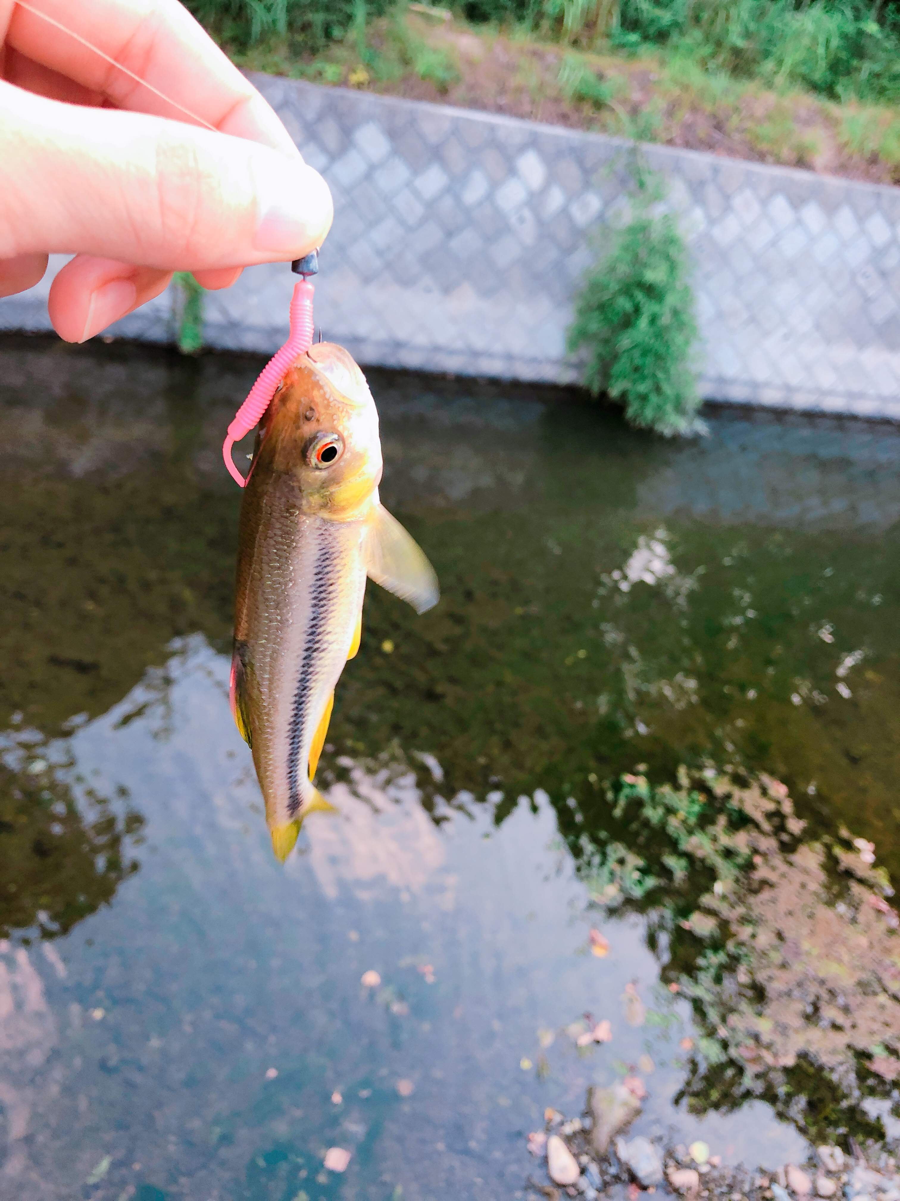 何ング アジングの練習に川でルアー釣りしてみた アジング初心者 Takablog